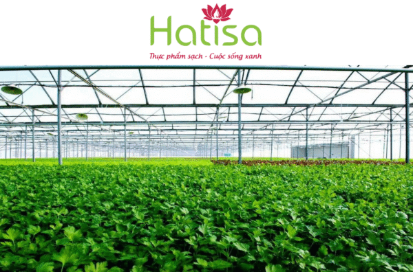 Bộ sản phẩm bột rau Hatisa - Ảnh 3