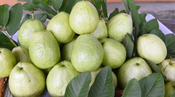 Ổi Ba Cụp - Ảnh 3