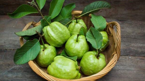 Ổi Ba Cụp - Ảnh 5