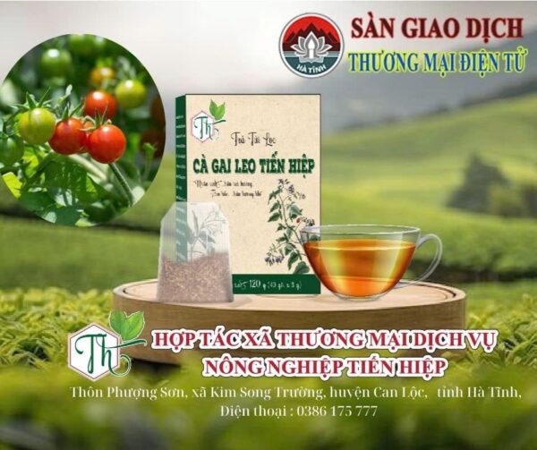 Trà túi lọc cà gai leo Tiến Hiệp - Ảnh 2