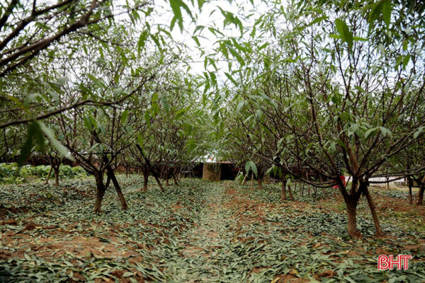 Đào phai Cổ Đạm - Ảnh 2