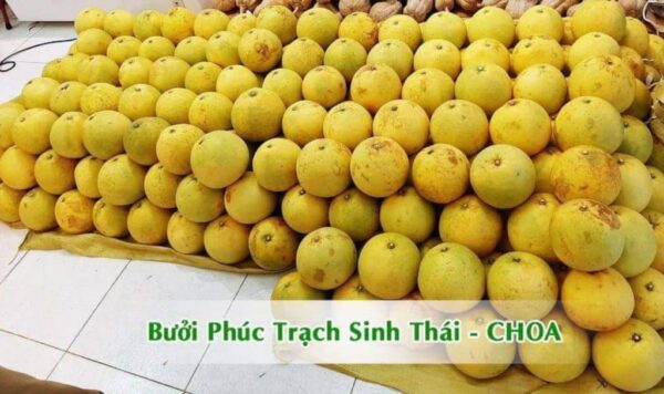 Bưởi Phúc Trạch CHOA