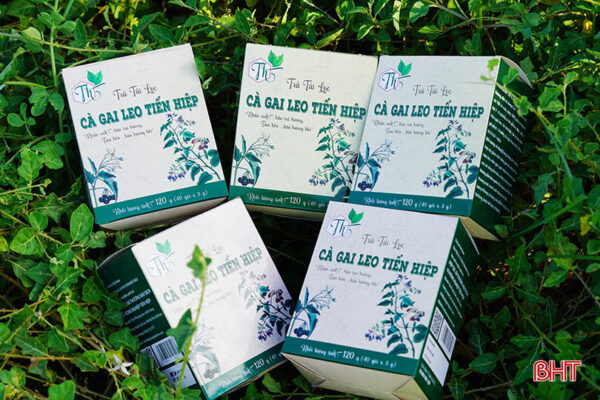 Trà túi lọc cà gai leo Tiến Hiệp