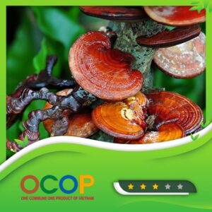 Nấm linh chi khô Phú Cường Đạt