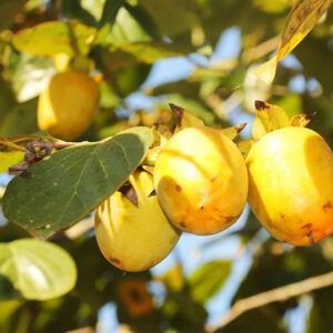 Hồng Bình Du