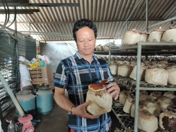 Nấm linh chi Quang Trung - Ảnh 4