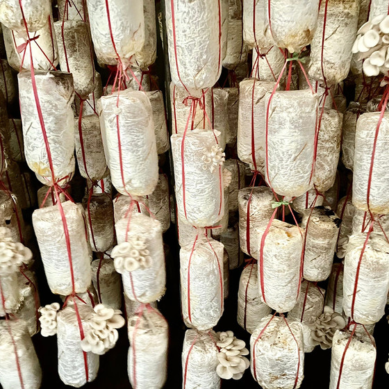 Nấm bào ngư Hải Yến - 3