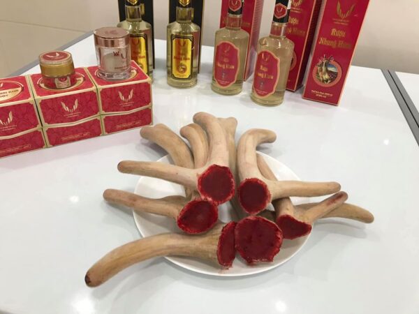 Nhung hươu Hương Sơn Hiền Ngọc - Nhung hươu tươi