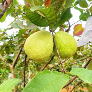 Ổi Ba Cụp