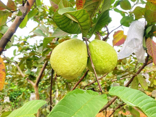 Ổi Ba Cụp